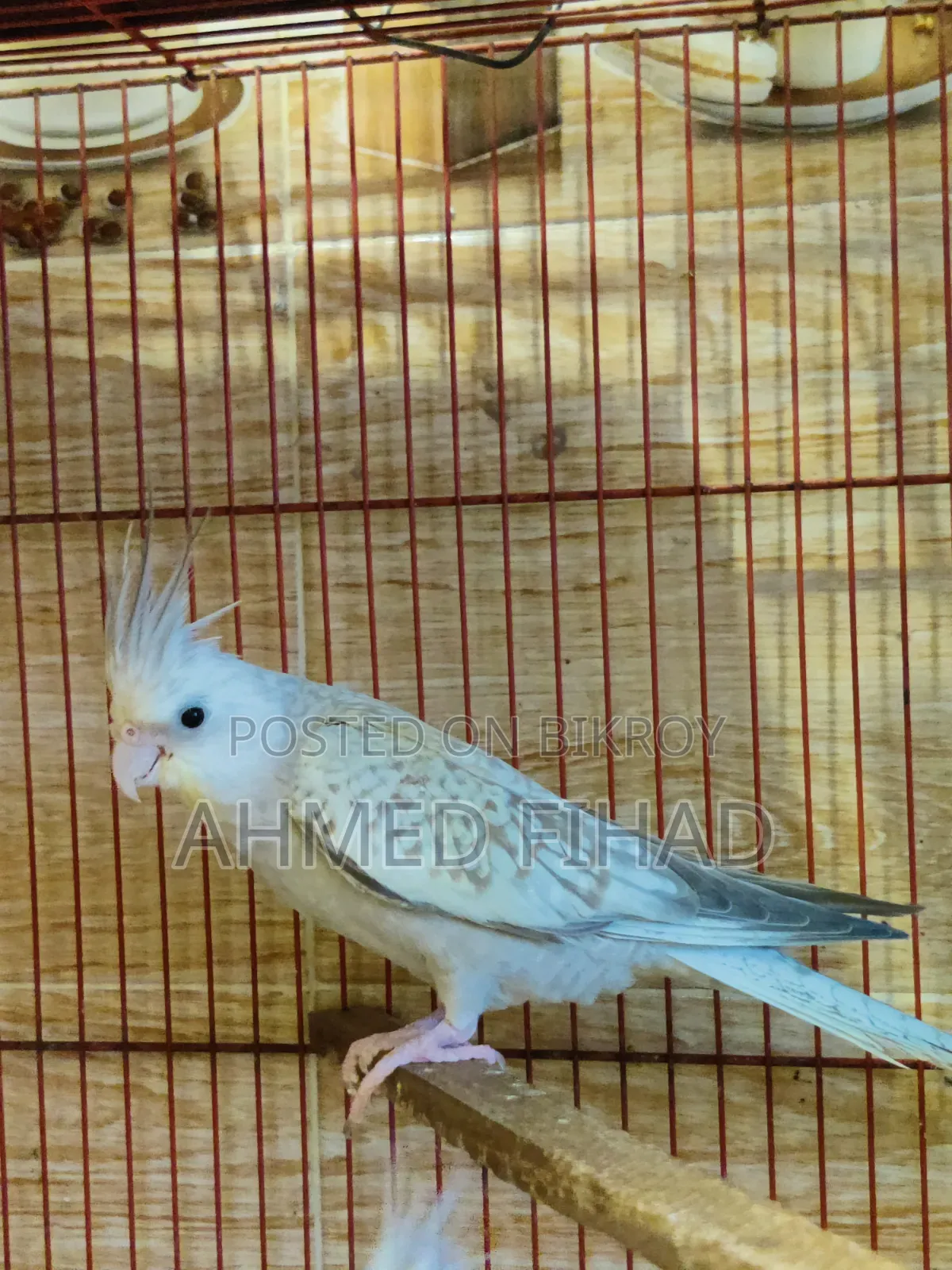 Cockatiel Baby