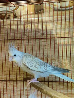 Cockatiel Baby