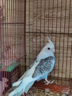 Cockatiel Baby