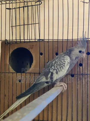 Cockatiel Baby