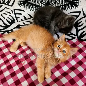 ১-৩ মাস বয়সী মেইল পিওরব্রেড পার্সিয়ান