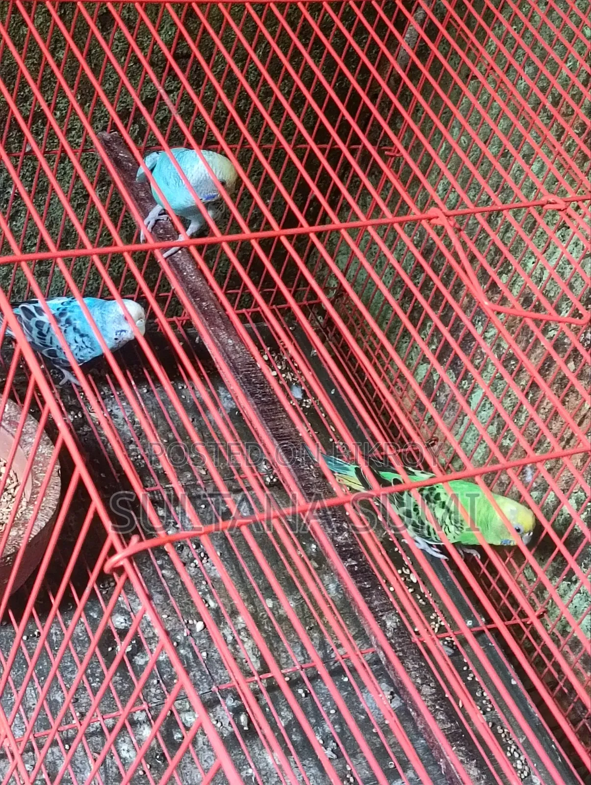 বাজরিগার পাখি