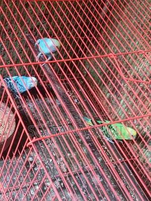 Budgerigar Bird