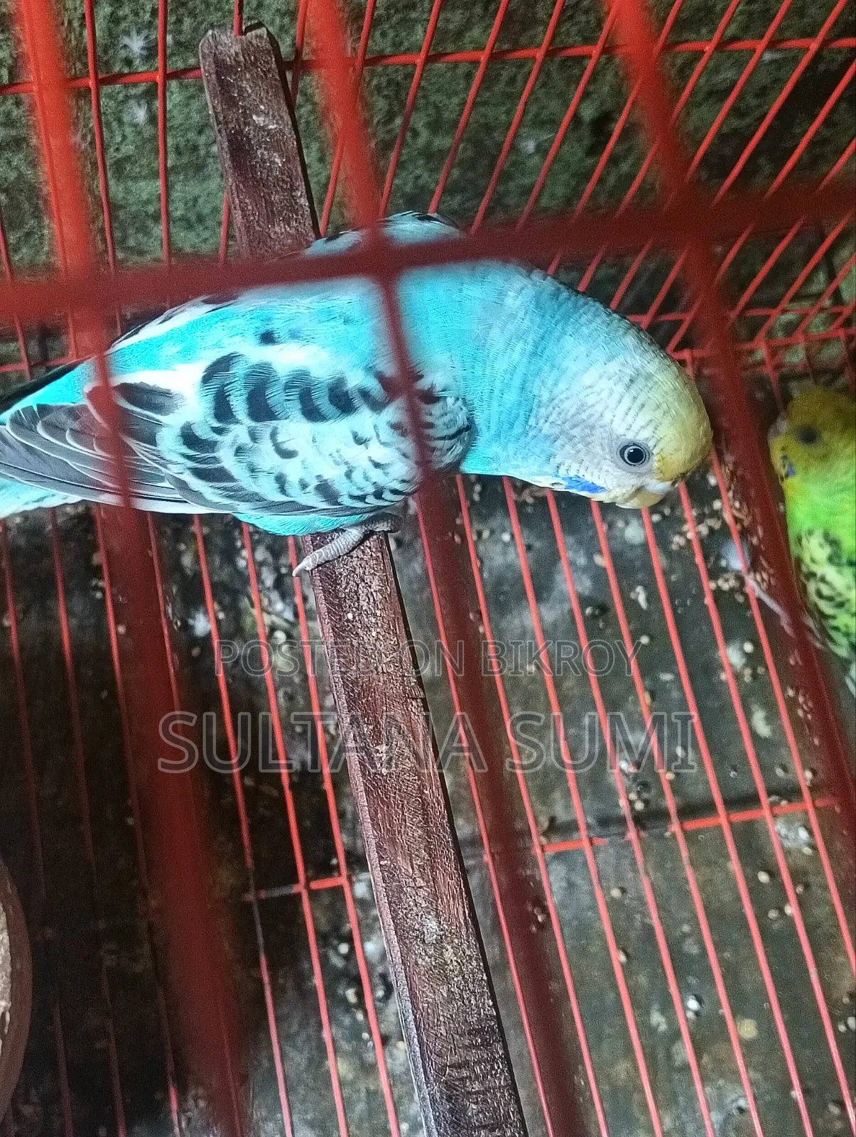 বাজরিগার পাখি