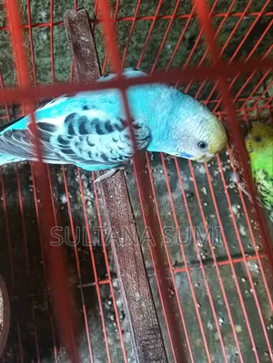 বাজরিগার পাখি