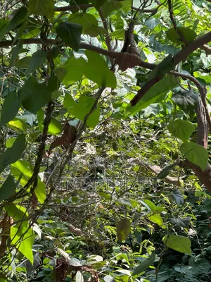 3 Katha Land for Sale Beside 30' Road