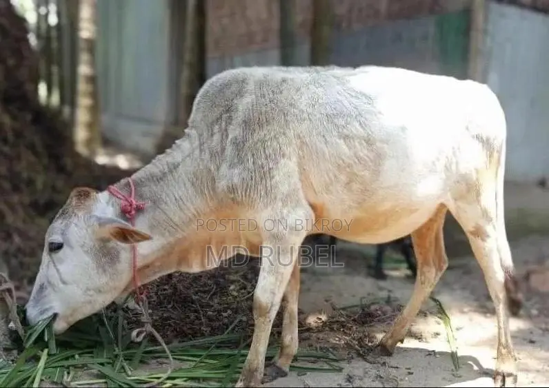সুস্থ ও সবল দেশি গরু বিক্রয় – বয়স ১ বছরের বেশি