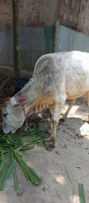 সুস্থ ও সবল দেশি গরু বিক্রয় – বয়স ১ বছরের বেশি