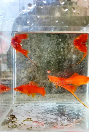 Kohaku Swordtail A Grade Brood