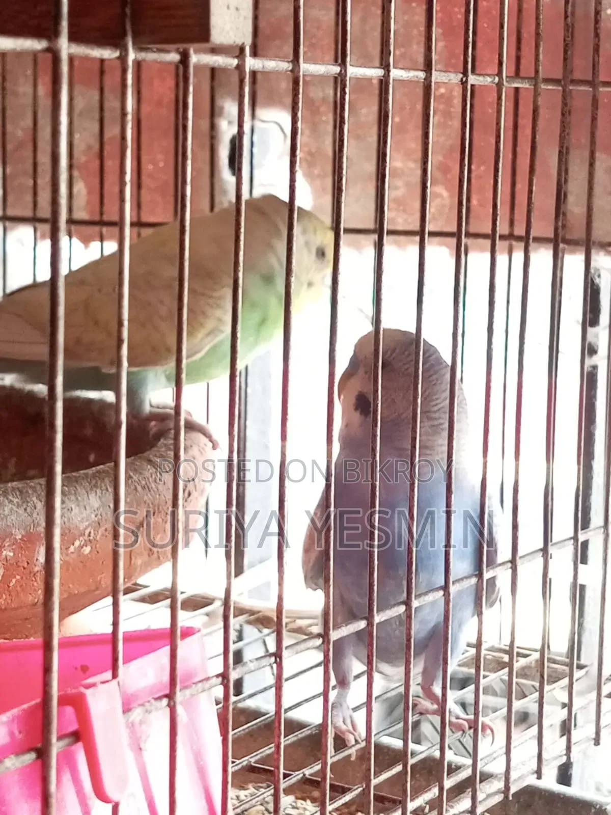 Budgerigar Birds