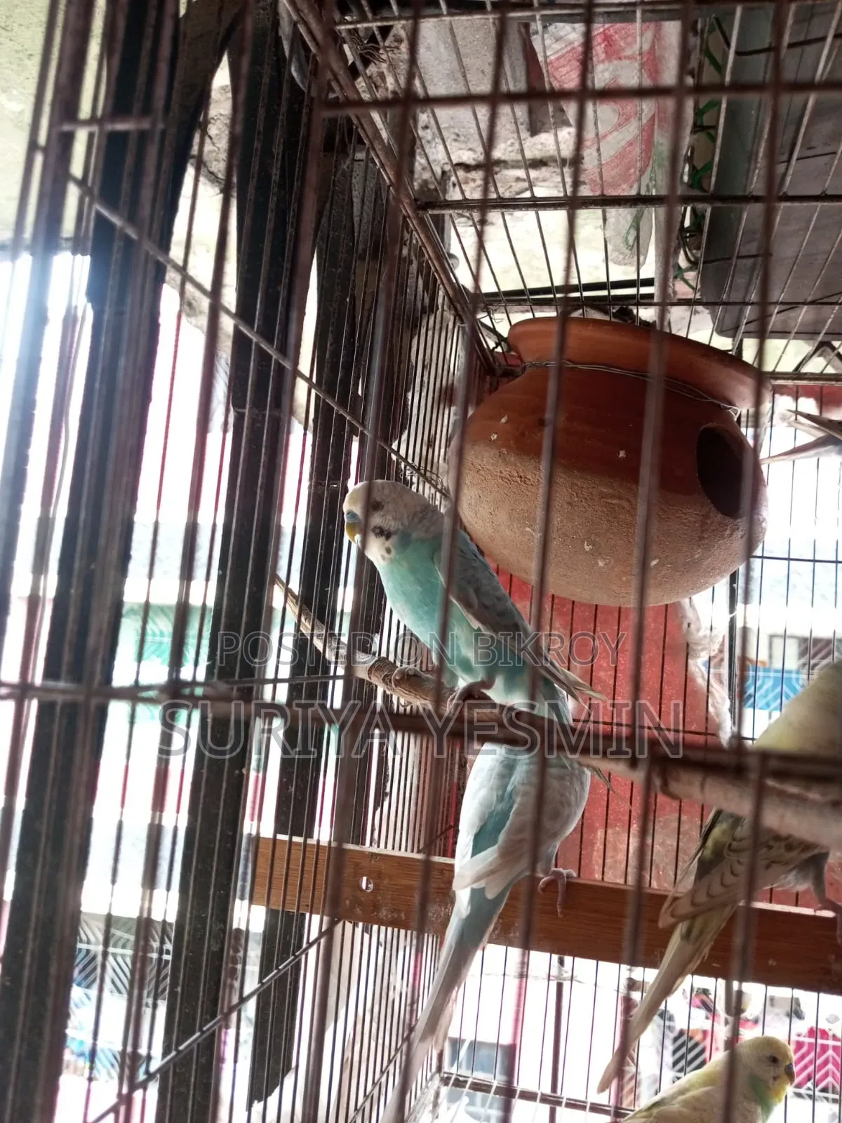 Budgerigar Birds