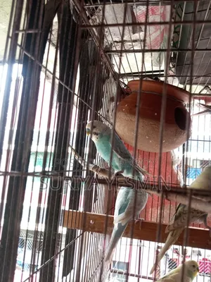 Budgerigar Birds