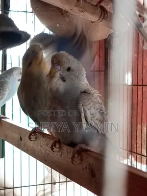 Budgerigar Birds