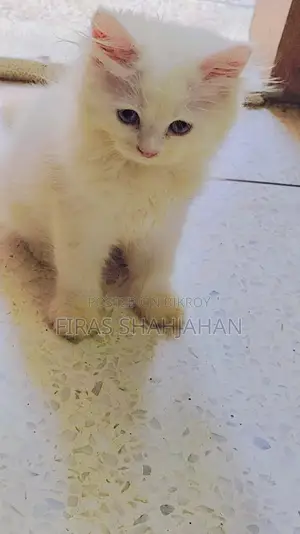 1-3 Months Male Purebred Persian