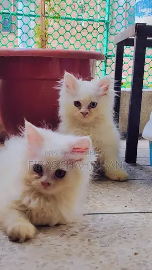 1-3 Months Male Purebred Persian