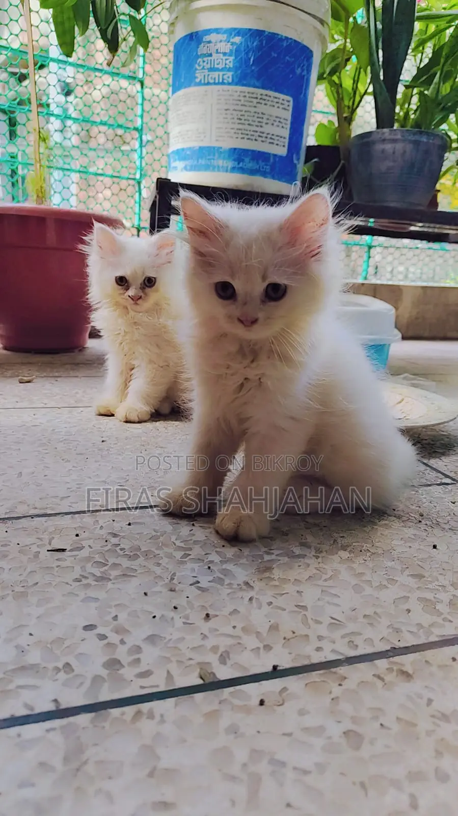 1-3 Months Male Purebred Persian