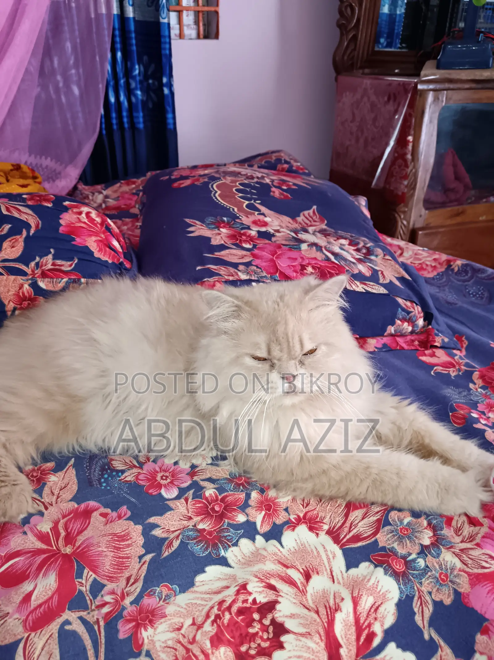 6-12 Months Male Purebred Persian