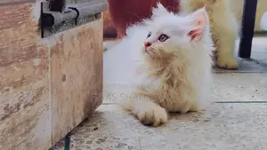 1-3 Months Male Purebred Persian