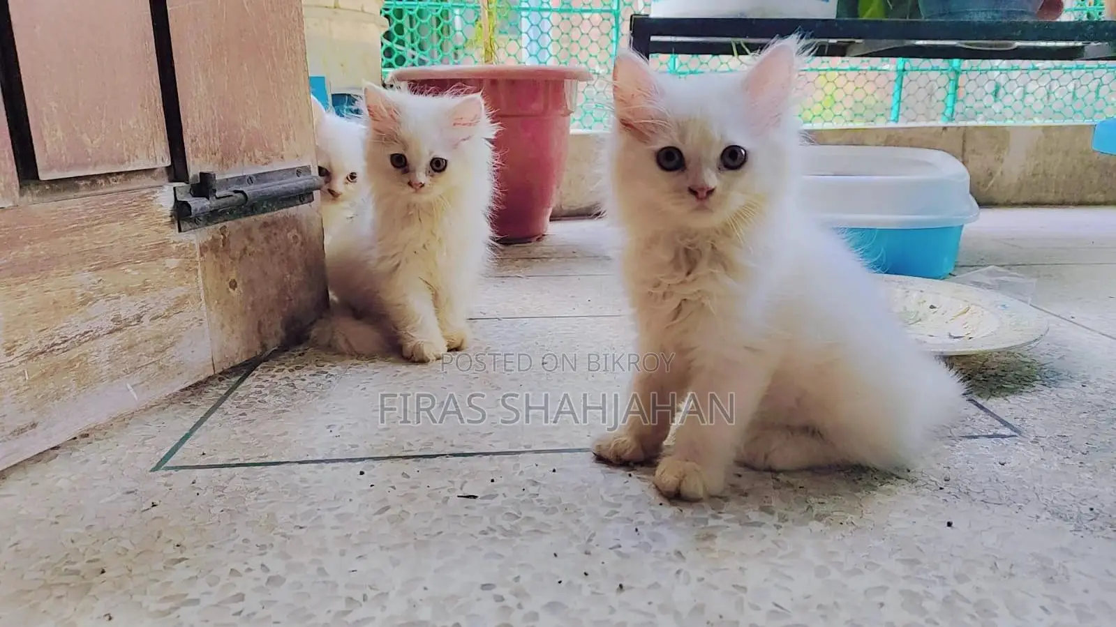 1-3 Months Male Purebred Persian