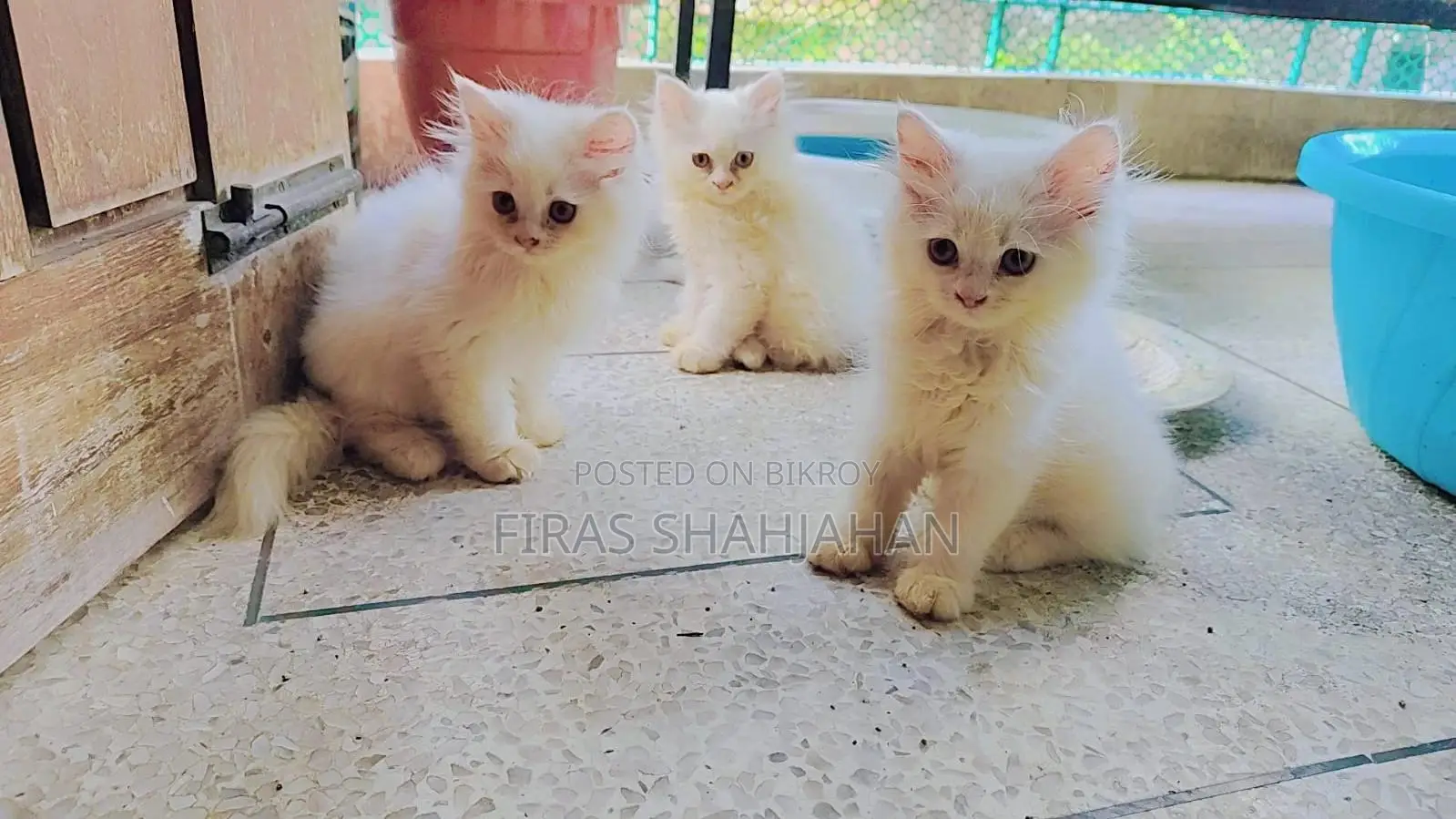 1-3 Months Male Purebred Persian