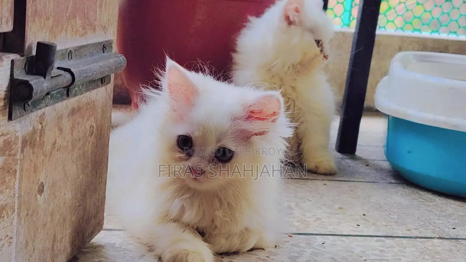1-3 Months Male Purebred Persian