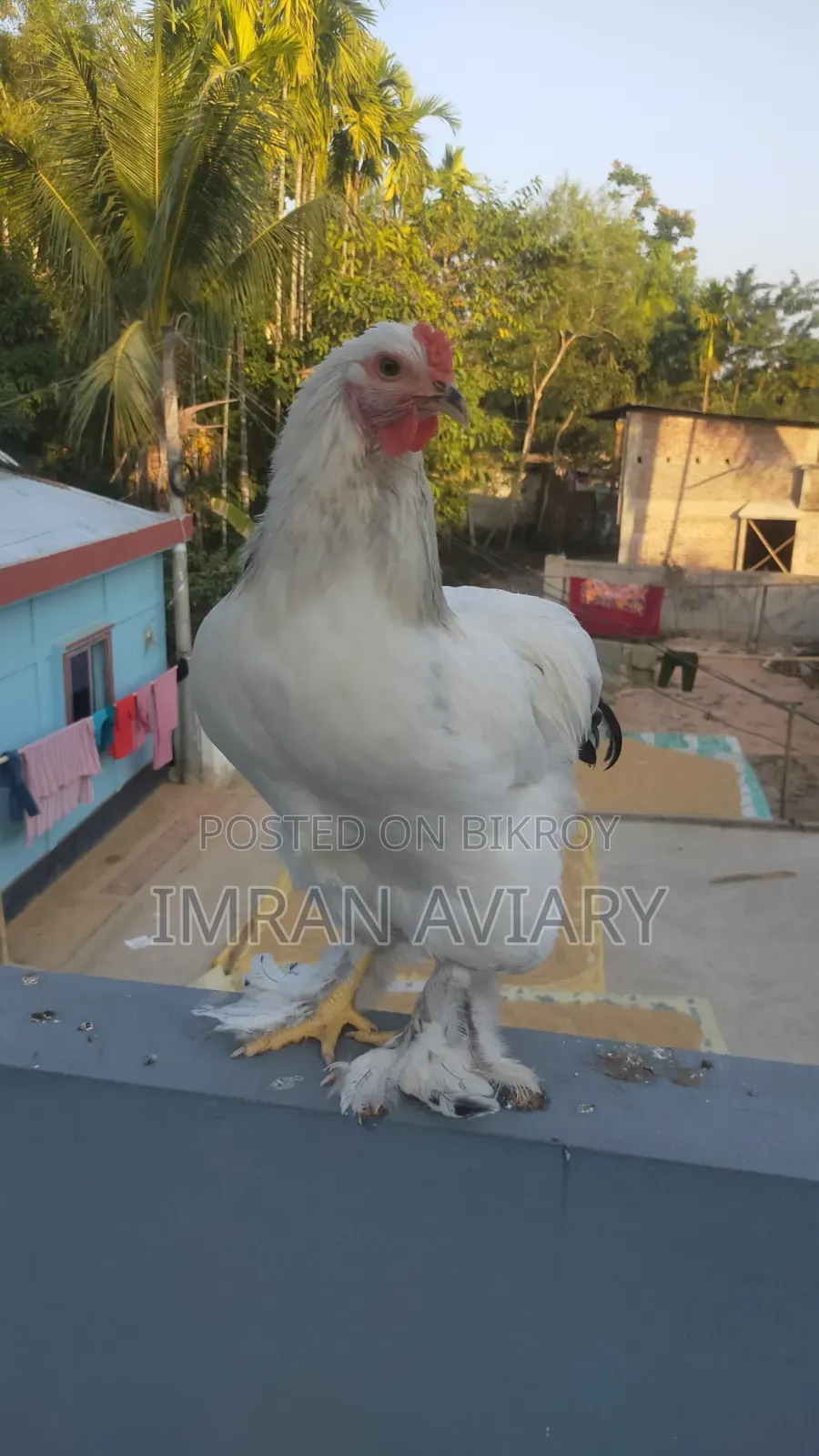 Brahma, Silky, Cochin.