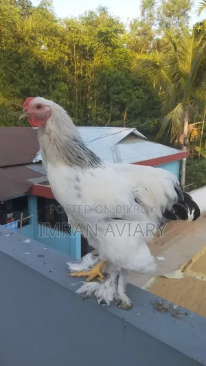 Brahma, Silky, Cochin.