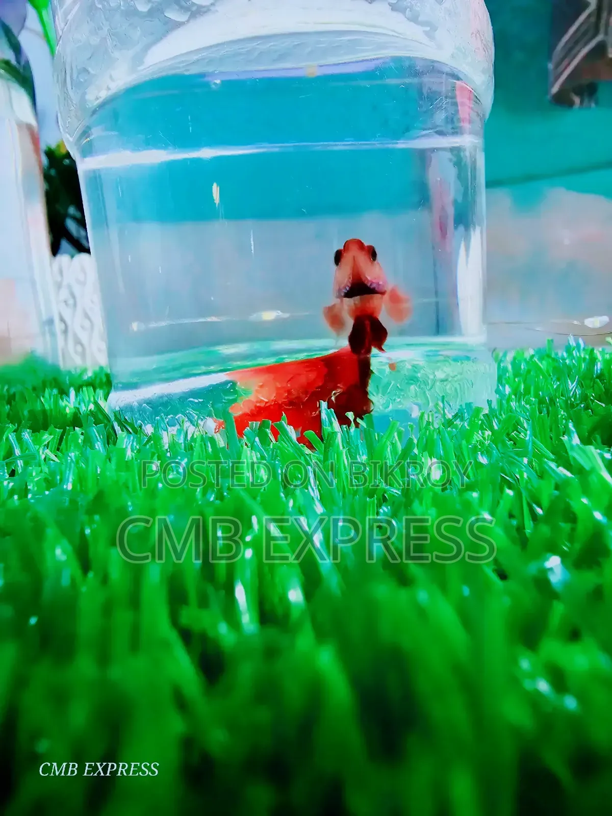 Fighter / Betta fish will be sold.