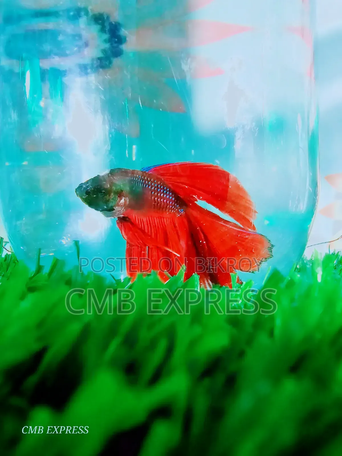 Fighter / Betta fish will be sold.