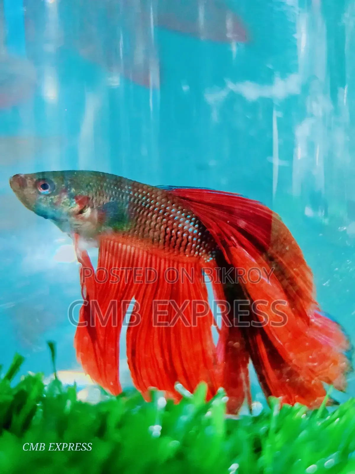 Fighter / Betta fish will be sold.