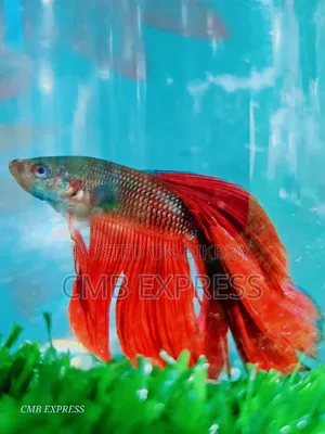 Fighter / Betta fish will be sold.