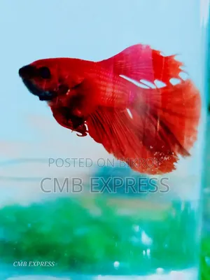 Fighter / Betta fish will be sold.