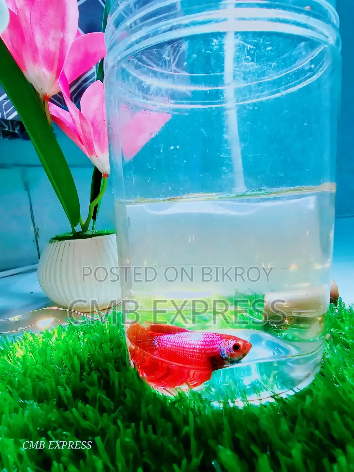 Fighter / Betta fish will be sold.