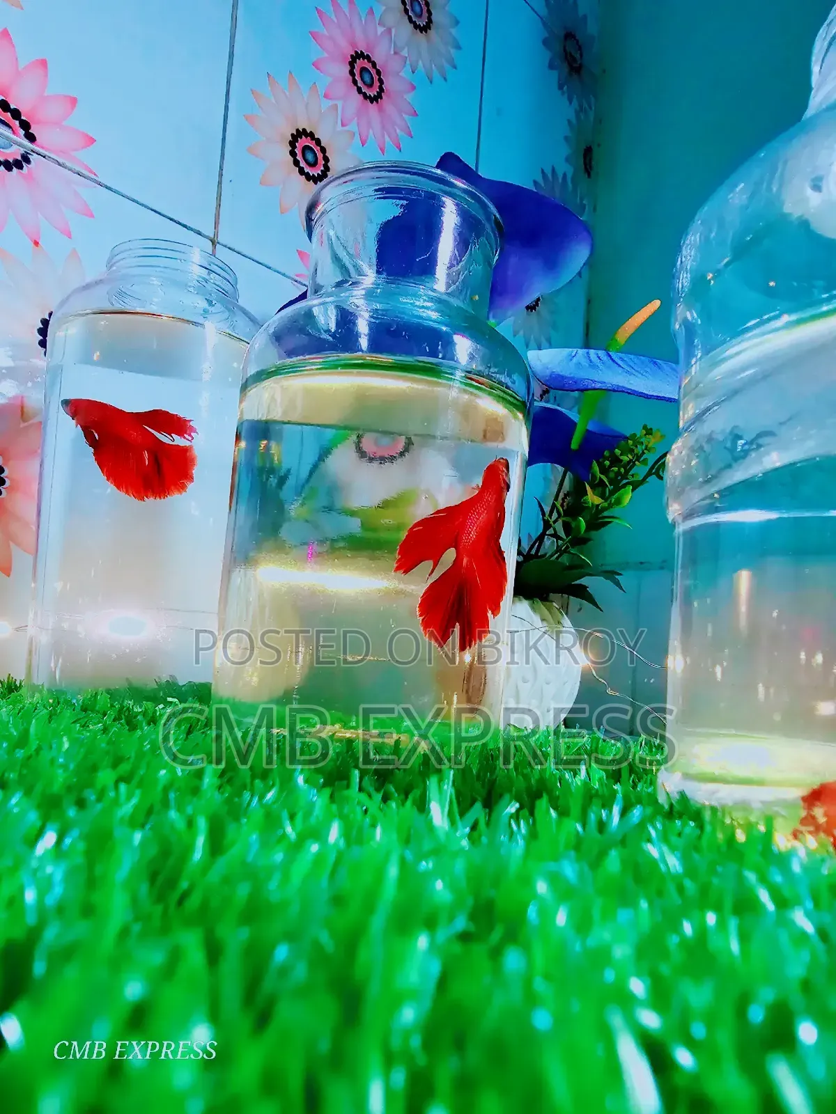 Fighter / Betta fish will be sold.