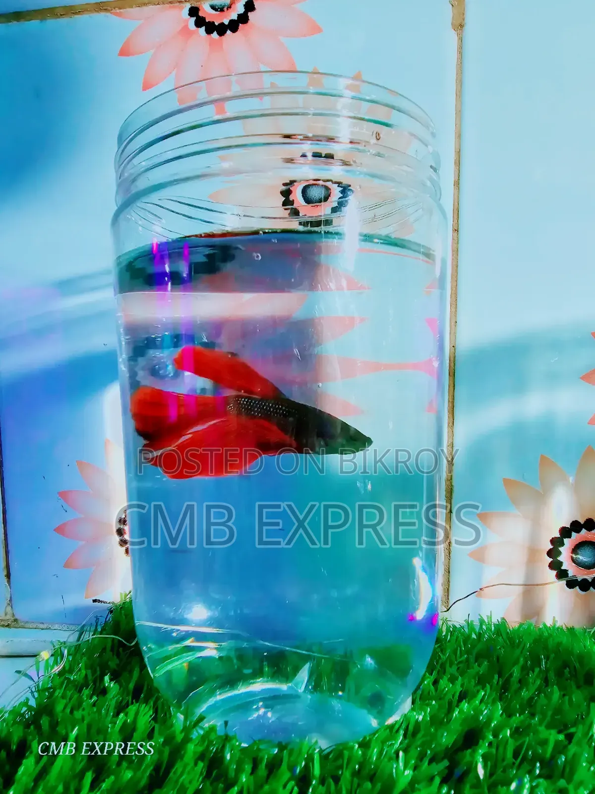 Fighter / Betta fish will be sold.