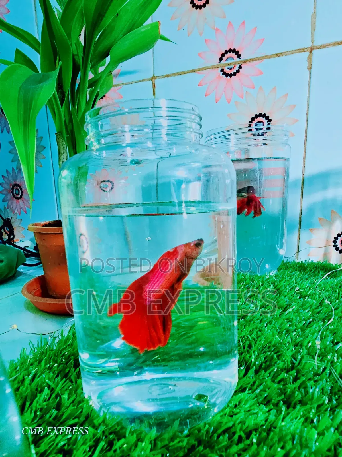 Fighter / Betta fish will be sold.