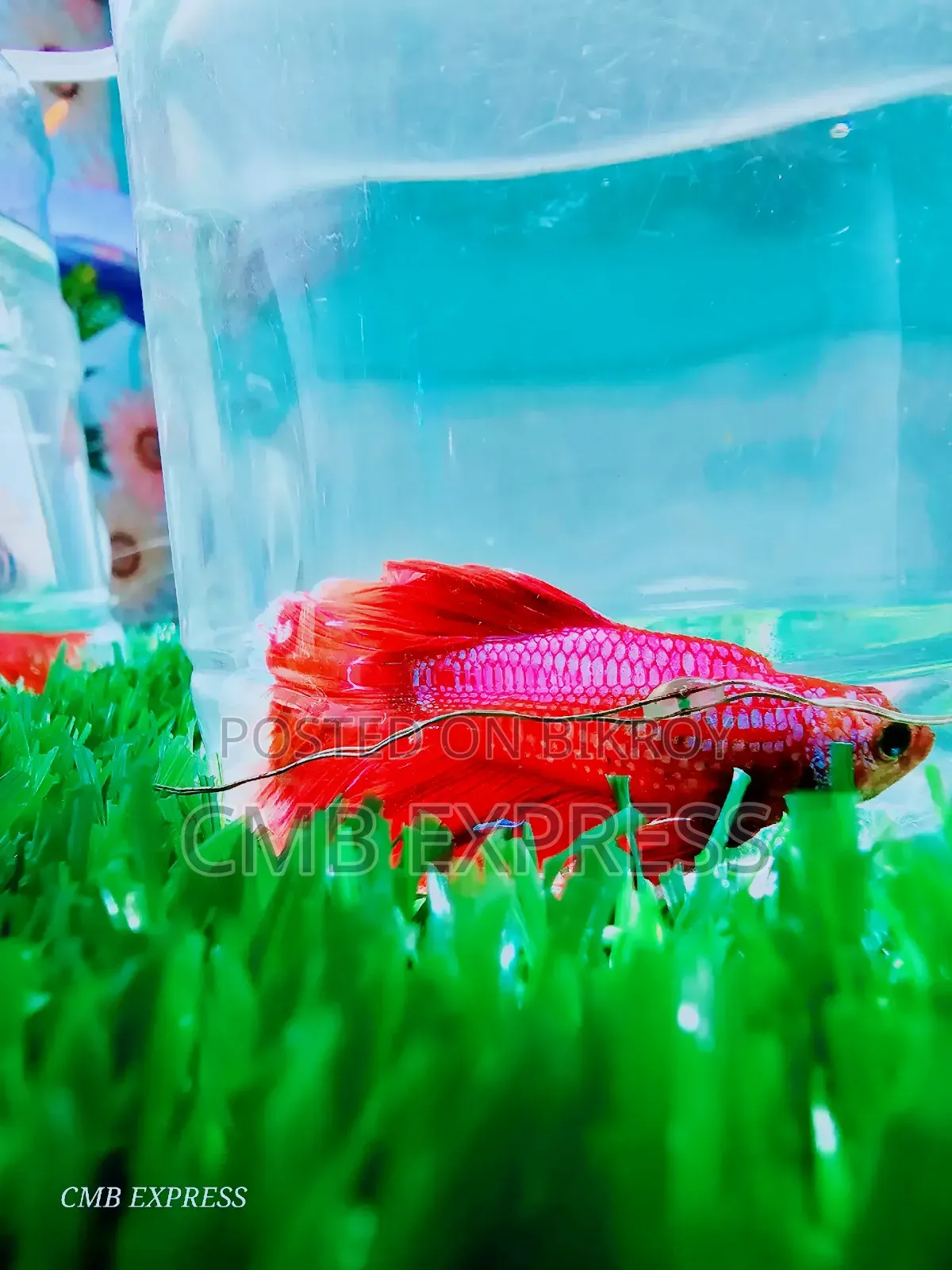 Fighter / Betta fish will be sold.
