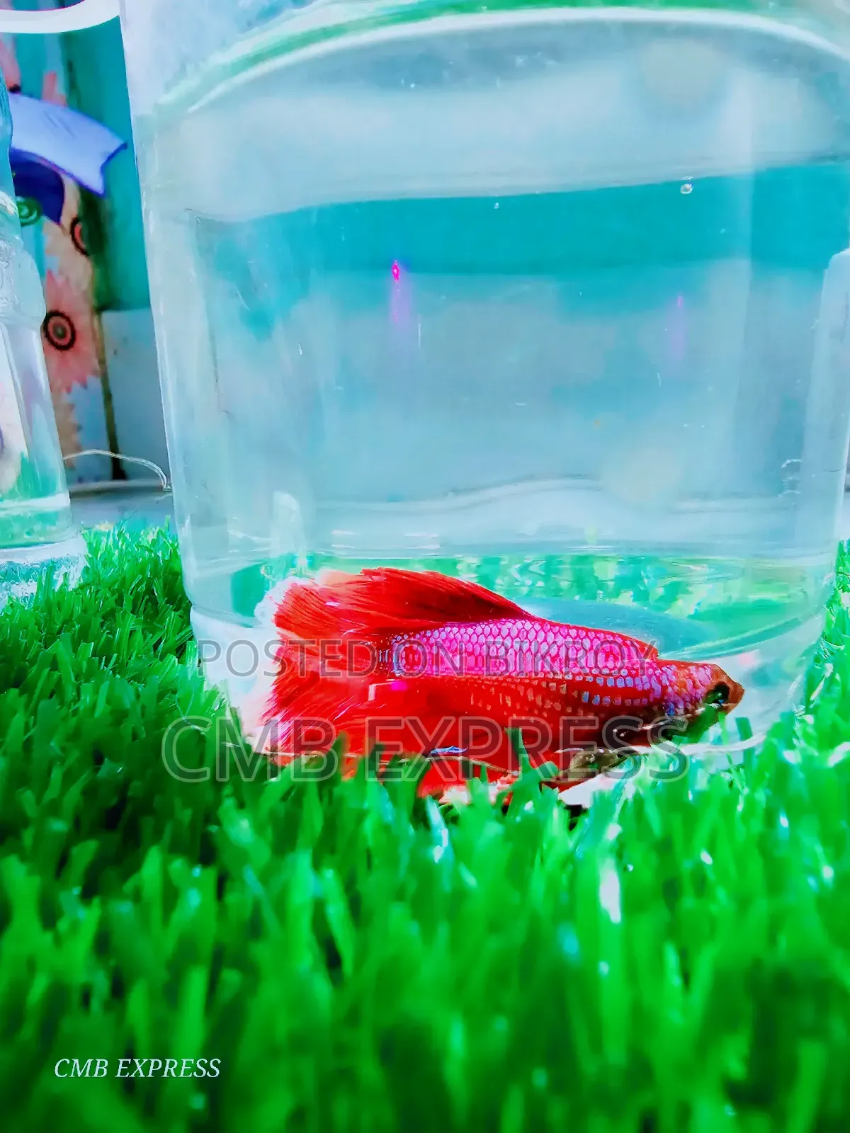 Fighter / Betta fish will be sold.