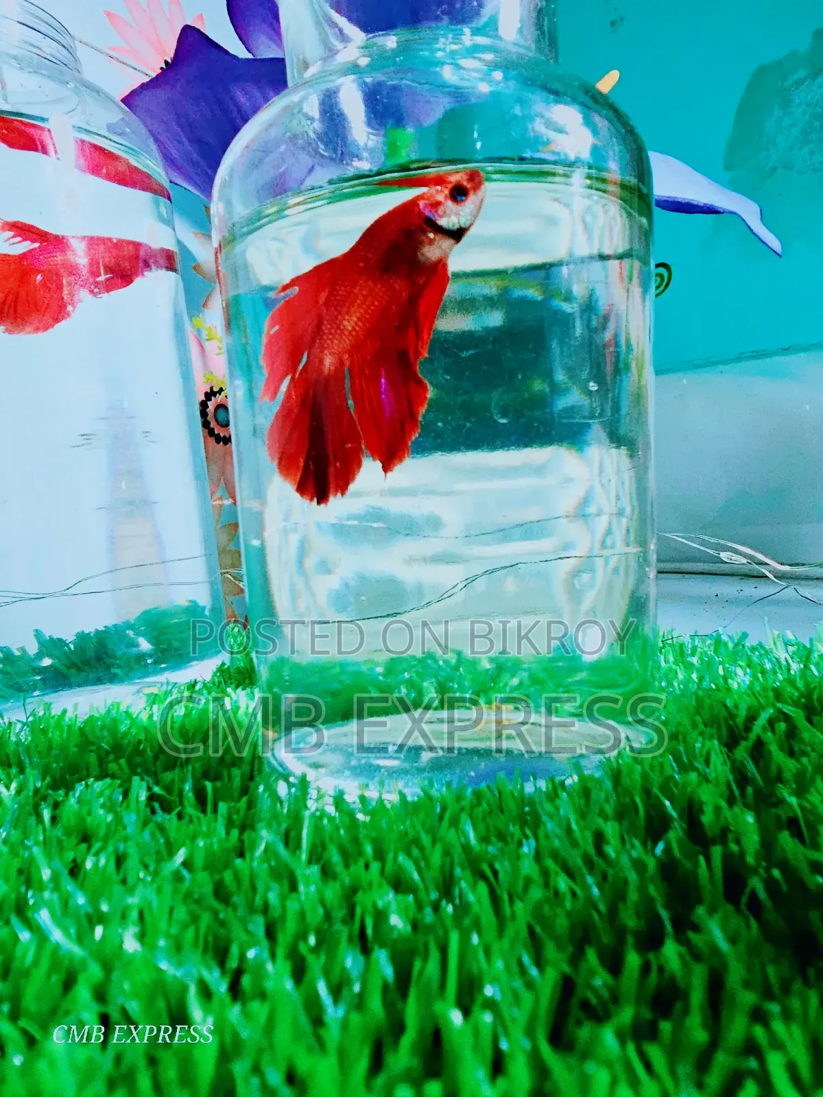Fighter / Betta fish will be sold.