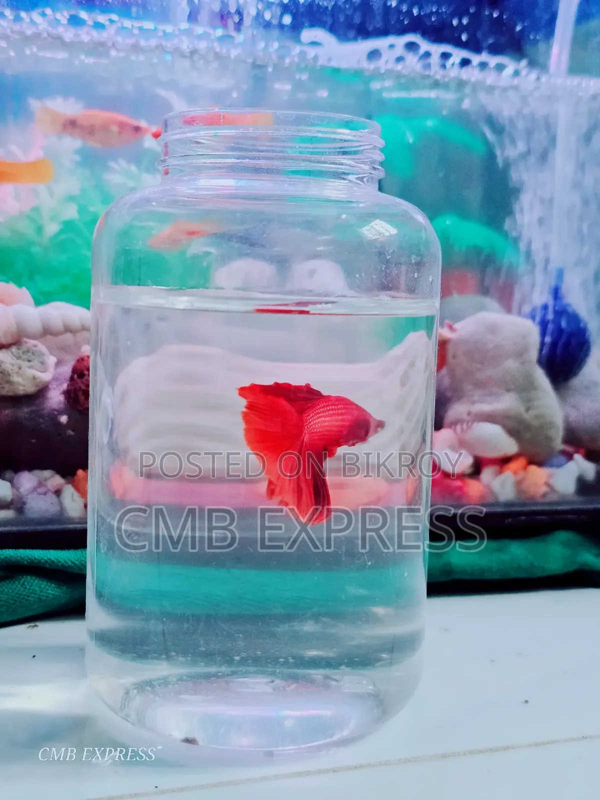 Fighter / Betta fish will be sold.