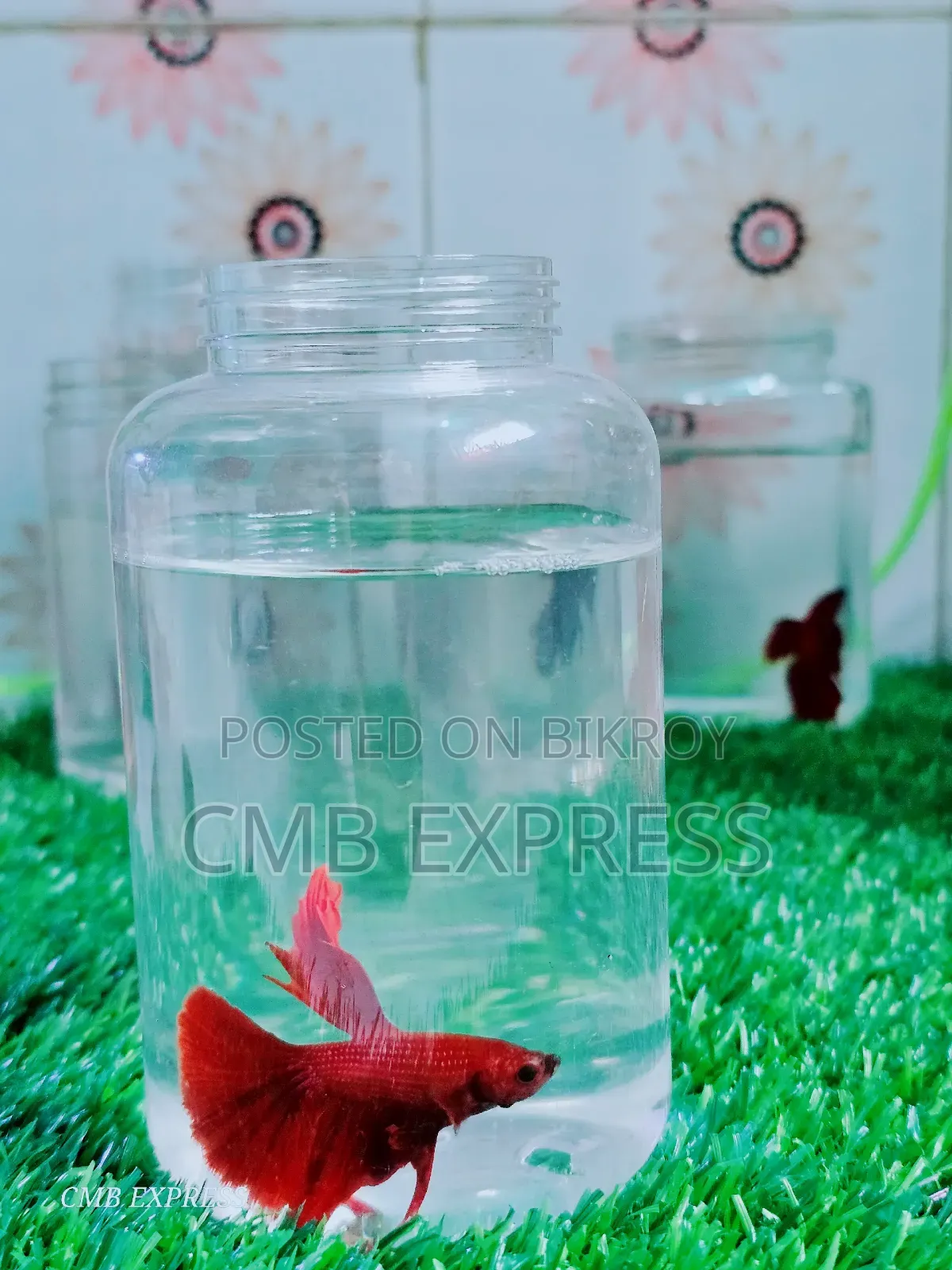 Fighter / Betta fish will be sold.
