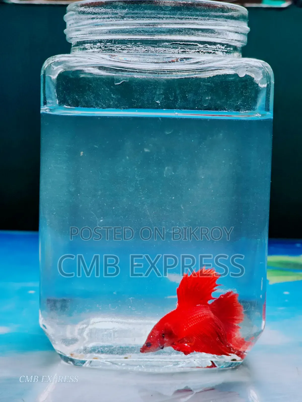 Fighter / Betta fish will be sold.