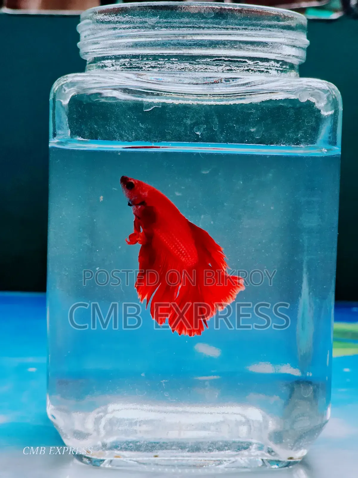 Fighter / Betta fish will be sold.