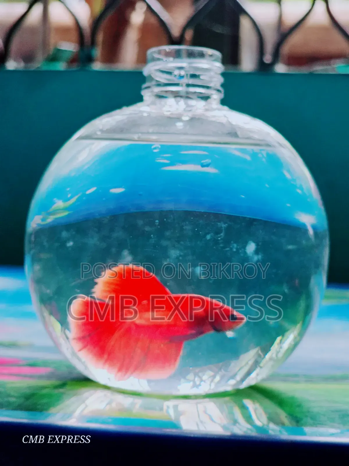 Fighter / Betta fish will be sold.