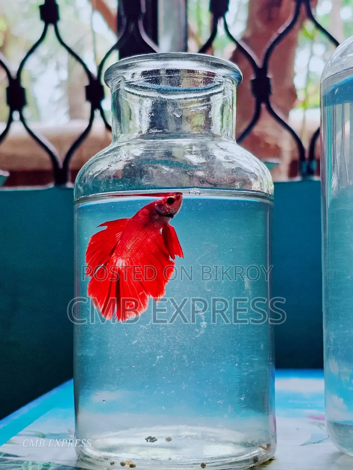 Fighter / Betta fish will be sold.