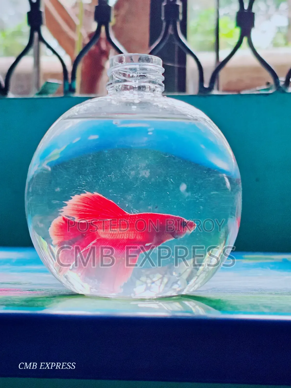 Fighter / Betta fish will be sold.