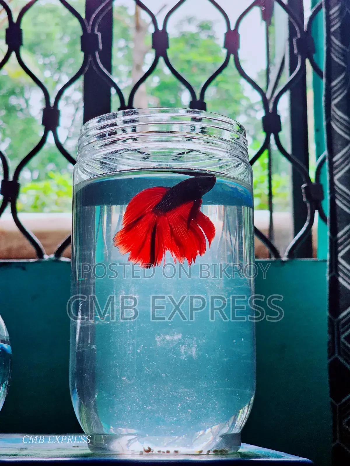 Fighter / Betta fish will be sold.