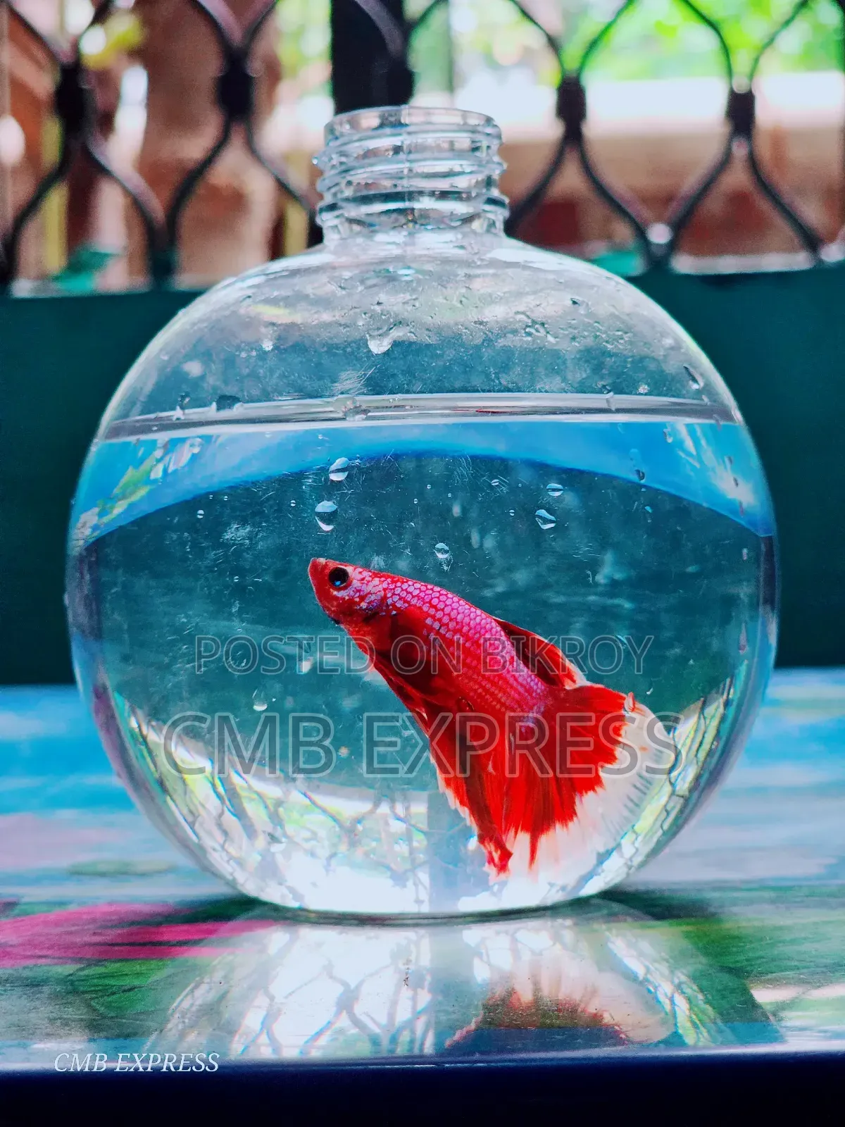 Fighter / Betta fish will be sold.