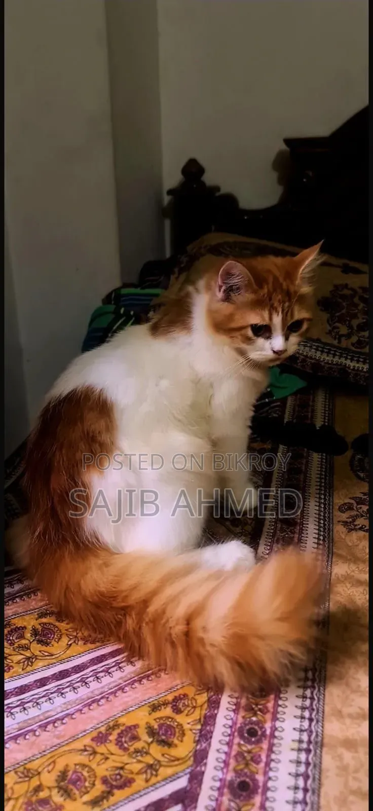 6-12 Months Female Mixed Breed Persian Cat