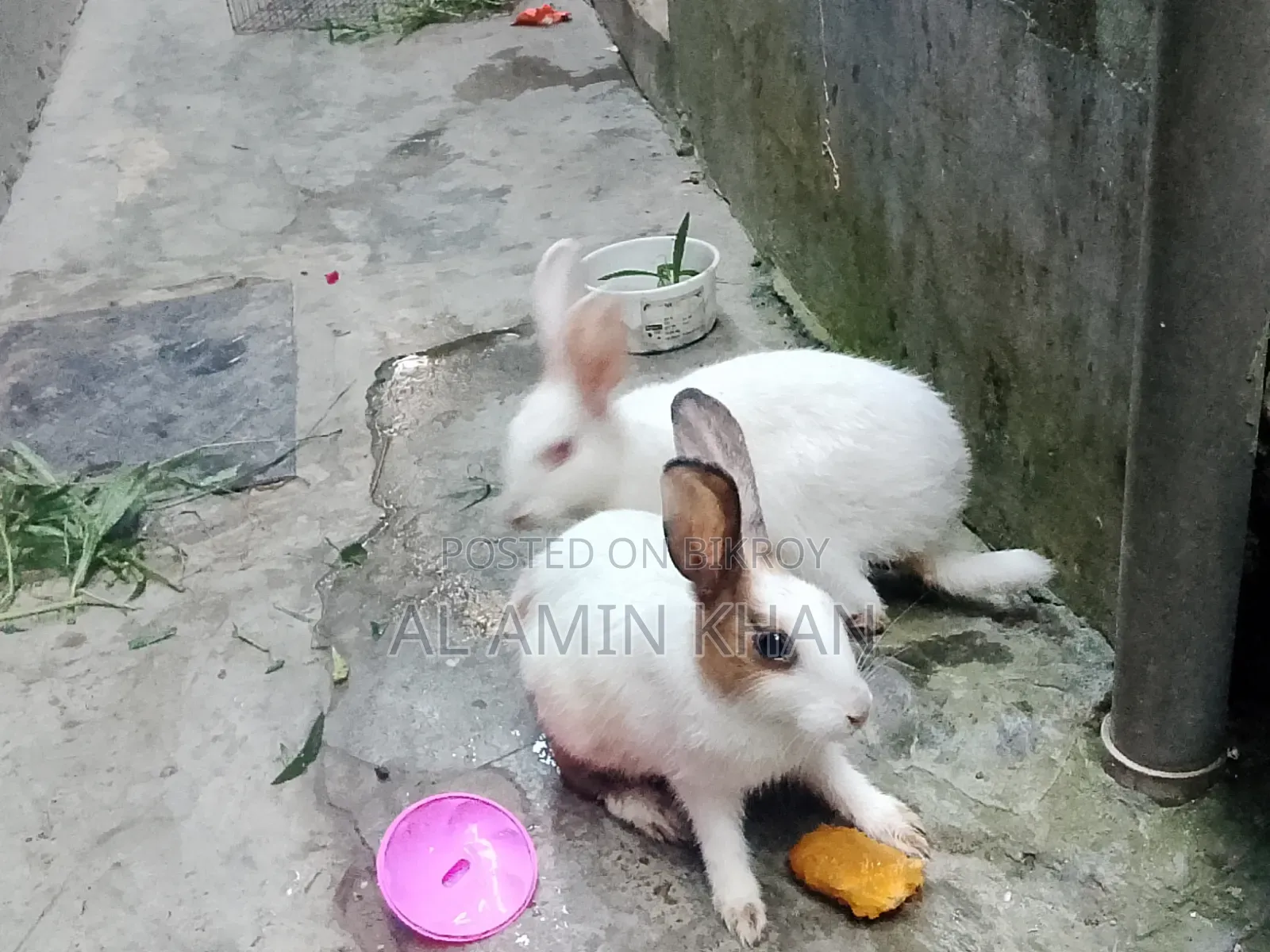 খরগোশ জোড়া।